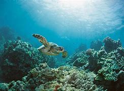 Hydrologie des écosystèmes Marins